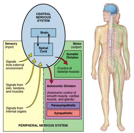 Qué es y cómo se estructura el sistema nervioso - Neurocirugía de la Torre