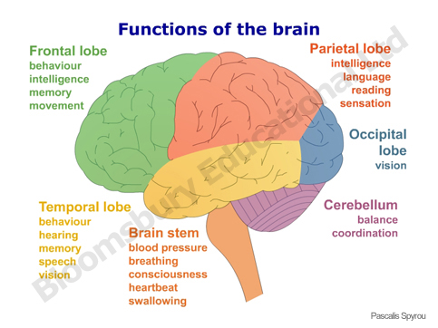 Cerebro