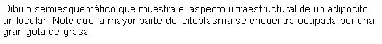 Cuadro de texto: Dibujo semiesquemtico que muestra el aspecto ultraestructural de un adipocito unilocular. Note que la mayor parte del citoplasma se encuentra ocupada por una gran gota de grasa.