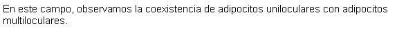 Cuadro de texto: En este campo, observamos la coexistencia de adipocitos uniloculares con adipocitos multiloculares.