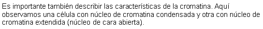 Cuadro de texto: Es importante tambin describir las caractersticas de la cromatina. Aqu observamos una clula con ncleo de cromatina condensada y otra con ncleo de cromatina extendida (ncleo de cara abierta). 