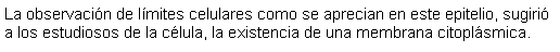 Cuadro de texto: La observacin de lmites celulares como se aprecian en este epitelio, sugiri a los estudiosos de la clula, la existencia de una membrana citoplsmica. 