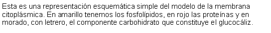 Cuadro de texto: Esta es una representacin esquemtica simple del modelo de la membrana citoplsmica. En amarillo tenemos los fosfolpidos, en rojo las protenas y en morado, con letrero, el componente carbohidrato que constituye el glucocliz.