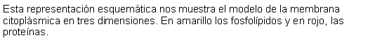 Cuadro de texto: Esta representacin esquemtica nos muestra el modelo de la membrana citoplsmica en tres dimensiones. En amarillo los fosfolpidos y en rojo, las protenas. 