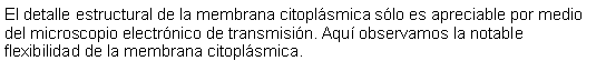 Cuadro de texto: El detalle estructural de la membrana citoplsmica slo es apreciable por medio del microscopio electrnico de transmisin. Aqu observamos la notable flexibilidad de la membrana citoplsmica. 