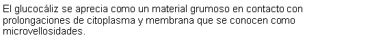Cuadro de texto: El glucocliz se aprecia como un material grumoso en contacto con prolongaciones de citoplasma y membrana que se conocen como microvellosidades. 