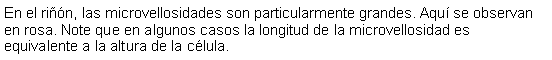 Cuadro de texto: En el riñón, las microvellosidades son particularmente grandes. Aquí se observan en rosa. Note que en algunos casos la longitud de la microvellosidad es equivalente a la altura de la célula. 
