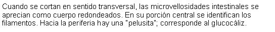 Cuadro de texto: Cuando se cortan en sentido transversal, las microvellosidades intestinales se aprecian como cuerpo redondeados. En su porcin central se identifican los filamentos. Hacia la periferia hay una pelusita; corresponde al glucocliz. 