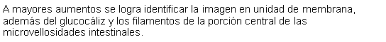 Cuadro de texto: A mayores aumentos se logra identificar la imagen en unidad de membrana, adems del glucocliz y los filamentos de la porcin central de las microvellosidades intestinales. 