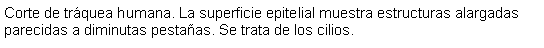 Cuadro de texto: Corte de trquea humana. La superficie epitelial muestra estructuras alargadas parecidas a diminutas pestaas. Se trata de los cilios. 