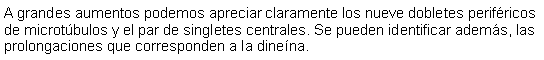 Cuadro de texto: A grandes aumentos podemos apreciar claramente los nueve dobletes perifricos de microtbulos y el par de singletes centrales. Se pueden identificar adems, las prolongaciones que corresponden a la dinena. 