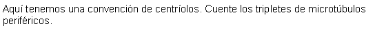 Cuadro de texto: Aqu tenemos una convencin de centrolos. Cuente los tripletes de microtbulos perifricos. 