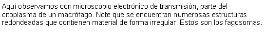 Cuadro de texto: Aqu observamos con microscopio electrnico de transmisin, parte del citoplasma de un macrfago. Note que se encuentran numerosas estructuras redondeadas que contienen material de forma irregular. Estos son los fagosomas.  