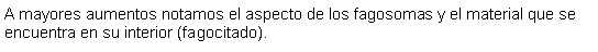 Cuadro de texto: A mayores aumentos notamos el aspecto de los fagosomas y el material que se encuentra en su interior (fagocitado).