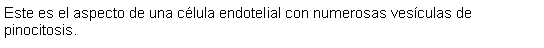 Cuadro de texto: Este es el aspecto de una clula endotelial con numerosas vesculas de pinocitosis.  