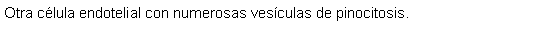 Cuadro de texto: Otra clula endotelial con numerosas vesculas de pinocitosis. 