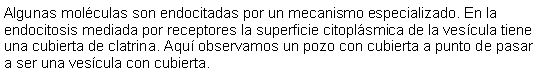 Cuadro de texto: Algunas molculas son endocitadas por un mecanismo especializado. En la endocitosis mediada por receptores la superficie citoplsmica de la vescula tiene una cubierta de clatrina. Aqu observamos un pozo con cubierta a punto de pasar a ser una vescula con cubierta. 