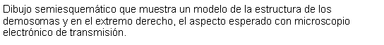 Cuadro de texto: Dibujo semiesquemtico que muestra un modelo de la estructura de los demosomas y en el extremo derecho, el aspecto esperado con microscopio electrnico de transmisin. 