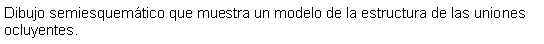 Cuadro de texto: Dibujo semiesquemtico que muestra un modelo de la estructura de las uniones ocluyentes. 