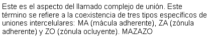 Cuadro de texto: Este es el aspecto del llamado complejo de unin. Este trmino se refiere a la coexistencia de tres tipos especficos de uniones intercelulares: MA (mcula adherente), ZA (znula adherente) y ZO (znula ocluyente). MAZAZO