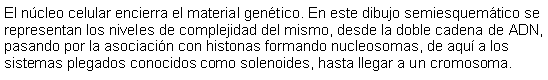 Cuadro de texto: El ncleo celular encierra el material gentico. En este dibujo semiesquemtico se representan los niveles de complejidad del mismo, desde la doble cadena de ADN, pasando por la asociacin con histonas formando nucleosomas, de aqu a los sistemas plegados conocidos como solenoides, hasta llegar a un cromosoma. 