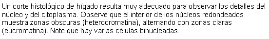 Cuadro de texto: Un corte histolgico de hgado resulta muy adecuado para observar los detalles del ncleo y del citoplasma. Observe que el interior de los ncleos redondeados muestra zonas obscuras (heterocromatina), alternando con zonas claras (eucromatina). Note que hay varias clulas binucleadas. 