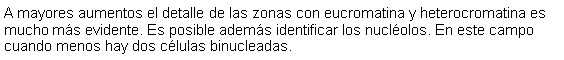 Cuadro de texto: A mayores aumentos el detalle de las zonas con eucromatina y heterocromatina es mucho ms evidente. Es posible adems identificar los nuclolos. En este campo cuando menos hay dos clulas binucleadas. 