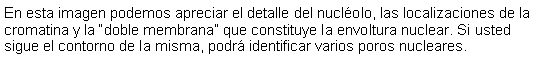 Cuadro de texto: En esta imagen podemos apreciar el detalle del nuclolo, las localizaciones de la cromatina y la doble membrana que constituye la envoltura nuclear. Si usted sigue el contorno de la misma, podr identificar varios poros nucleares.  