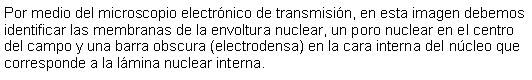 Cuadro de texto: Por medio del microscopio electrnico de transmisin, en esta imagen debemos identificar las membranas de la envoltura nuclear, un poro nuclear en el centro del campo y una barra obscura (electrodensa) en la cara interna del ncleo que corresponde a la lmina nuclear interna.  