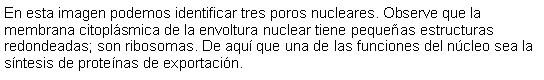 Cuadro de texto: En esta imagen podemos identificar tres poros nucleares. Observe que la membrana citoplásmica de la envoltura nuclear tiene pequeñas estructuras redondeadas; son ribosomas. De aquí que una de las funciones del núcleo sea la síntesis de proteínas de exportación. 
