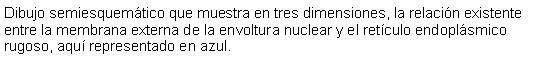 Cuadro de texto: Dibujo semiesquemtico que muestra en tres dimensiones, la relacin existente entre la membrana externa de la envoltura nuclear y el retculo endoplsmico rugoso, aqu representado en azul. 
