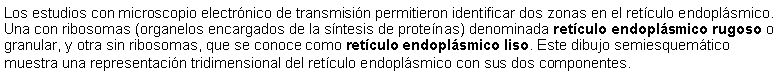 Cuadro de texto: Los estudios con microscopio electrnico de transmisin permitieron identificar dos zonas en el retculo endoplsmico. Una con ribosomas (organelos encargados de la sntesis de protenas) denominada retculo endoplsmico rugoso o granular, y otra sin ribosomas, que se conoce como retculo endoplsmico liso. Este dibujo semiesquemtico muestra una representacin tridimensional del retculo endoplsmico con sus dos componentes. 