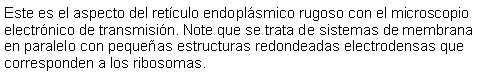 Cuadro de texto: Este es el aspecto del retculo endoplsmico rugoso con el microscopio electrnico de transmisin. Note que se trata de sistemas de membrana en paralelo con pequeas estructuras redondeadas electrodensas que corresponden a los ribosomas.