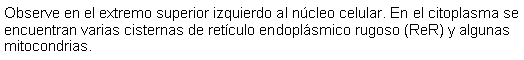 Cuadro de texto: Observe en el extremo superior izquierdo al ncleo celular. En el citoplasma se encuentran varias cisternas de retculo endoplsmico rugoso (ReR) y algunas mitocondrias. 