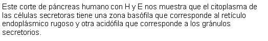 Cuadro de texto: Este corte de pncreas humano con H y E nos muestra que el citoplasma de las clulas secretoras tiene una zona basfila que corresponde al retculo endoplsmico rugoso y otra acidfila que corresponde a los grnulos secretorios. 
