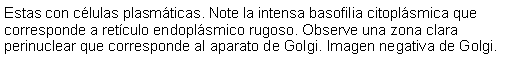 Cuadro de texto: Estas con clulas plasmticas. Note la intensa basofilia citoplsmica que corresponde a retculo endoplsmico rugoso. Observe una zona clara perinuclear que corresponde al aparato de Golgi. Imagen negativa de Golgi.