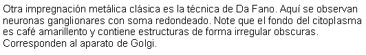 Cuadro de texto: Otra impregnacin metlica clsica es la tcnica de Da Fano. Aqu se observan neuronas ganglionares con soma redondeado. Note que el fondo del citoplasma es caf amarillento y contiene estructuras de forma irregular obscuras. Corresponden al aparato de Golgi. 