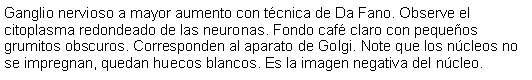 Cuadro de texto: Ganglio nervioso a mayor aumento con tcnica de Da Fano. Observe el citoplasma redondeado de las neuronas. Fondo caf claro con pequeos grumitos obscuros. Corresponden al aparato de Golgi. Note que los ncleos no se impregnan, quedan huecos blancos. Es la imagen negativa del ncleo. 