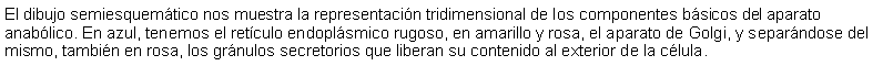 Cuadro de texto: El dibujo semiesquemtico nos muestra la representacin tridimensional de los componentes bsicos del aparato anablico. En azul, tenemos el retculo endoplsmico rugoso, en amarillo y rosa, el aparato de Golgi, y separndose del mismo, tambin en rosa, los grnulos secretorios que liberan su contenido al exterior de la clula. 