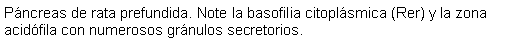 Cuadro de texto: Pncreas de rata prefundida. Note la basofilia citoplsmica (Rer) y la zona acidfila con numerosos grnulos secretorios.  