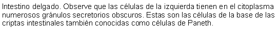 Cuadro de texto: Intestino delgado. Observe que las clulas de la izquierda tienen en el citoplasma numerosos grnulos secretorios obscuros. Estas son las clulas de la base de las criptas intestinales tambin conocidas como clulas de Paneth. 