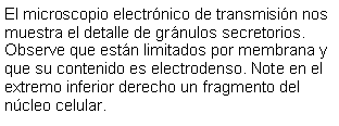 Cuadro de texto: El microscopio electrnico de transmisin nos muestra el detalle de grnulos secretorios. Observe que estn limitados por membrana y que su contenido es electrodenso. Note en el extremo inferior derecho un fragmento del ncleo celular. 