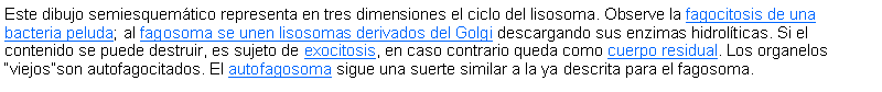 Cuadro de texto: Este dibujo semiesquemtico representa en tres dimensiones el ciclo del lisosoma. Observe la fagocitosis de una bacteria peluda; al fagosoma se unen lisosomas derivados del Golgi descargando sus enzimas hidrolticas. Si el contenido se puede destruir, es sujeto de exocitosis, en caso contrario queda como cuerpo residual. Los organelos viejosson autofagocitados. El autofagosoma sigue una suerte similar a la ya descrita para el fagosoma.  