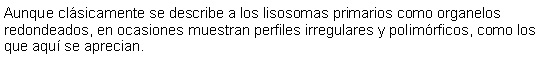 Cuadro de texto: Aunque clsicamente se describe a los lisosomas primarios como organelos redondeados, en ocasiones muestran perfiles irregulares y polimrficos, como los que aqu se aprecian. 
