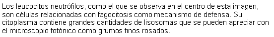 Cuadro de texto: Los leucocitos neutrfilos, como el que se observa en el centro de esta imagen, son clulas relacionadas con fagocitosis como mecanismo de defensa. Su citoplasma contiene grandes cantidades de lisosomas que se pueden apreciar con el microscopio fotnico como grumos finos rosados. 