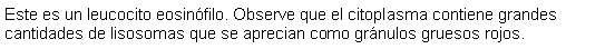 Cuadro de texto: Este es un leucocito eosinfilo. Observe que el citoplasma contiene grandes cantidades de lisosomas que se aprecian como grnulos gruesos rojos. 