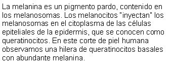 Cuadro de texto: La melanina es un pigmento pardo, contenido en los melanosomas. Los melanocitos inyectan los melanosomas en el citoplasma de las clulas epiteliales de la epidermis, que se conocen como queratinocitos. En este corte de piel humana observamos una hilera de queratinocitos basales con abundante melanina. 