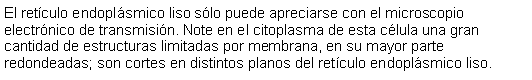 Cuadro de texto: El retculo endoplsmico liso slo puede apreciarse con el microscopio electrnico de transmisin. Note en el citoplasma de esta clula una gran cantidad de estructuras limitadas por membrana, en su mayor parte redondeadas; son cortes en distintos planos del retculo endoplsmico liso.  