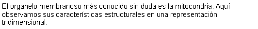 Cuadro de texto: El organelo membranoso ms conocido sin duda es la mitocondria. Aqu observamos sus caractersticas estructurales en una representacin tridimensional.  