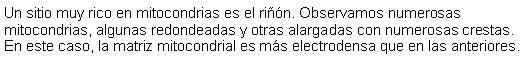 Cuadro de texto: Un sitio muy rico en mitocondrias es el rin. Observamos numerosas mitocondrias, algunas redondeadas y otras alargadas con numerosas crestas. En este caso, la matriz mitocondrial es ms electrodensa que en las anteriores. 